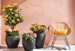 Dehner Terrassenpflanzen|Hibiskus & Oleander > Zimmerhibiskus - Hibiscus rosa-sinensis, Stämmchen, verschiedene Farben