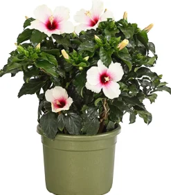 Dehner Terrassenpflanzen|Hibiskus & Oleander > Zimmerhibiskus - Hibiscus -sinensis, verschiedene Farben