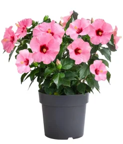 Dehner Terrassenpflanzen|Hibiskus & Oleander > Zimmerhibiskus - Hibiscus -sinensis, verschiedene Farben