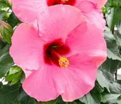 Dehner Terrassenpflanzen|Hibiskus & Oleander > Zimmerhibiskus - Hibiscus -sinensis, verschiedene Farben