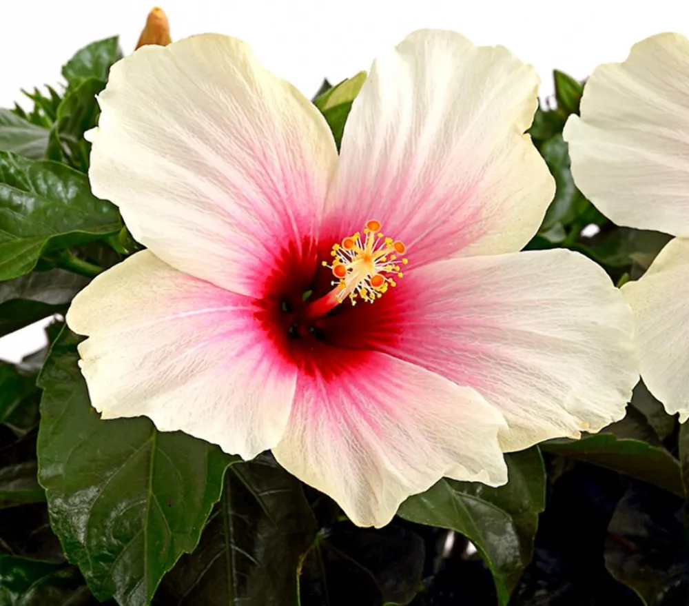 Dehner Terrassenpflanzen|Hibiskus & Oleander > Zimmerhibiskus - Hibiscus -sinensis, verschiedene Farben