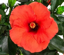 Dehner Terrassenpflanzen|Hibiskus & Oleander > Zimmerhibiskus - Hibiscus -sinensis, verschiedene Farben