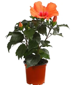 Dehner Terrassenpflanzen|Hibiskus & Oleander > Zimmerhibiskus - Hibiscus rosa-sinensis 'HibisQs®'