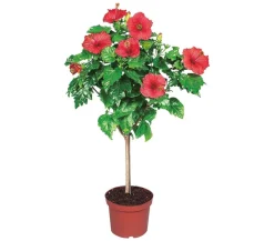 Dehner Zimmerhibiskus - Hibiscus rosa-sinensis, Stämmchen, verschiedene Farben Sale
