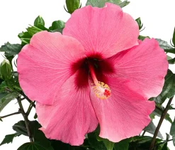 Dehner Zimmerhibiskus - Hibiscus -sinensis, verschiedene Farben Sale