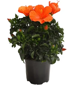 Dehner Zimmerhibiskus - Hibiscus -sinensis, verschiedene Farben Sale