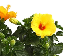 Dehner Zimmerhibiskus - Hibiscus -sinensis, verschiedene Farben Sale