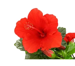 Dehner Zimmerhibiskus - Hibiscus -sinensis, verschiedene Farben Sale