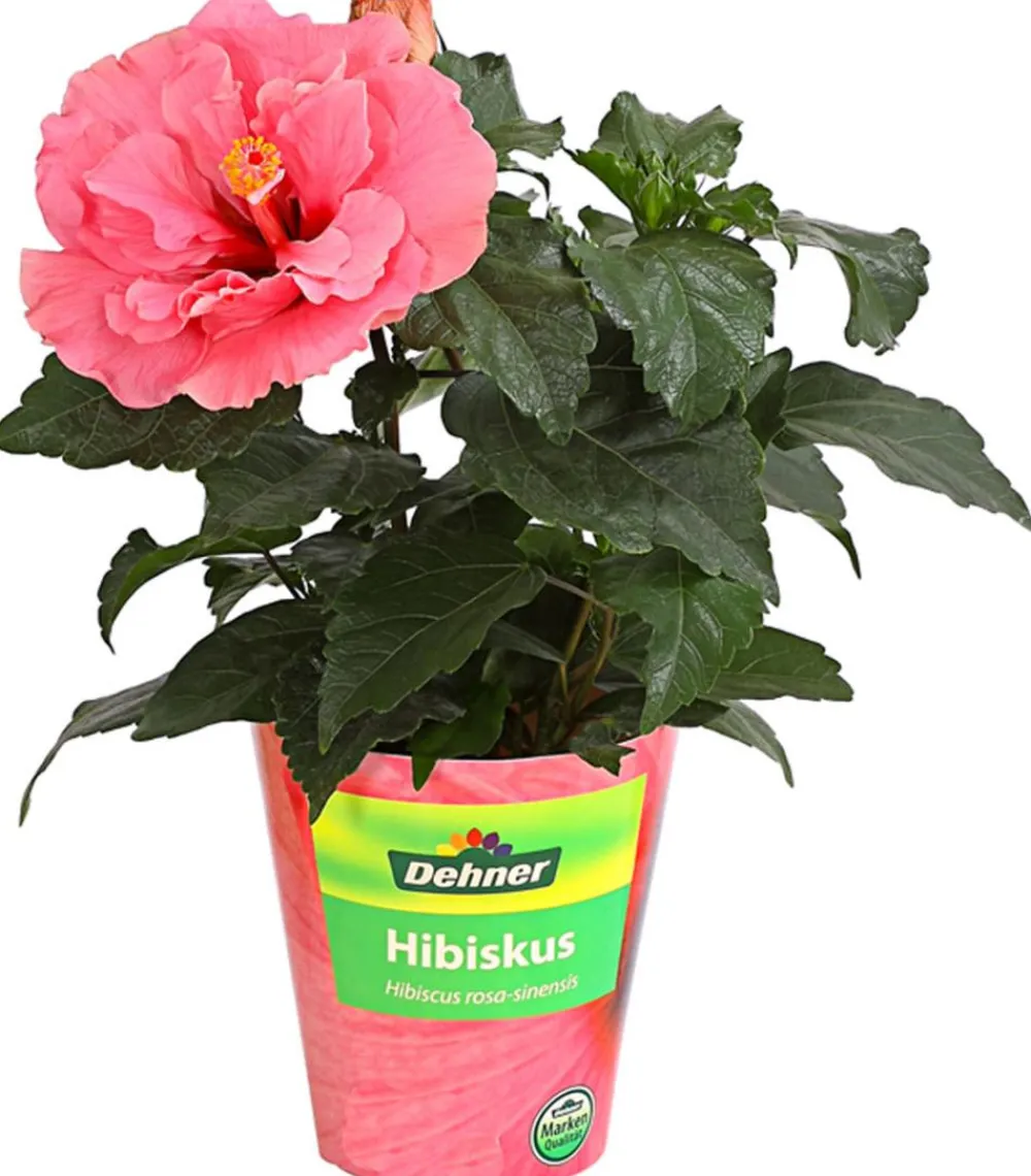 Dehner Zimmerhibiskus - Hibiscus -sinensis, gefüllt, verschiedene Farben Sale