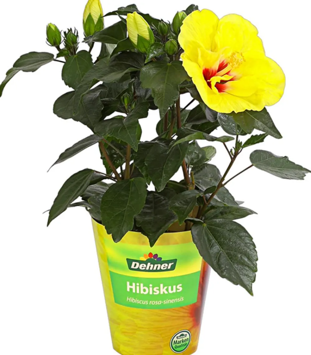 Dehner Zimmerhibiskus - Hibiscus -sinensis, gefüllt, verschiedene Farben Sale