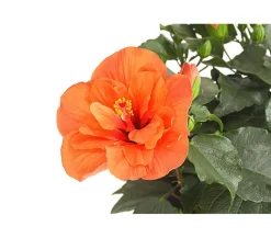 Dehner Zimmerhibiskus - Hibiscus -sinensis, gefüllt, verschiedene Farben Sale