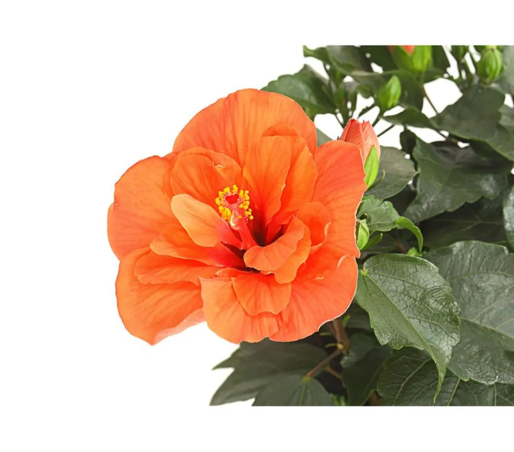 Dehner Zimmerhibiskus - Hibiscus -sinensis, gefüllt, verschiedene Farben Sale