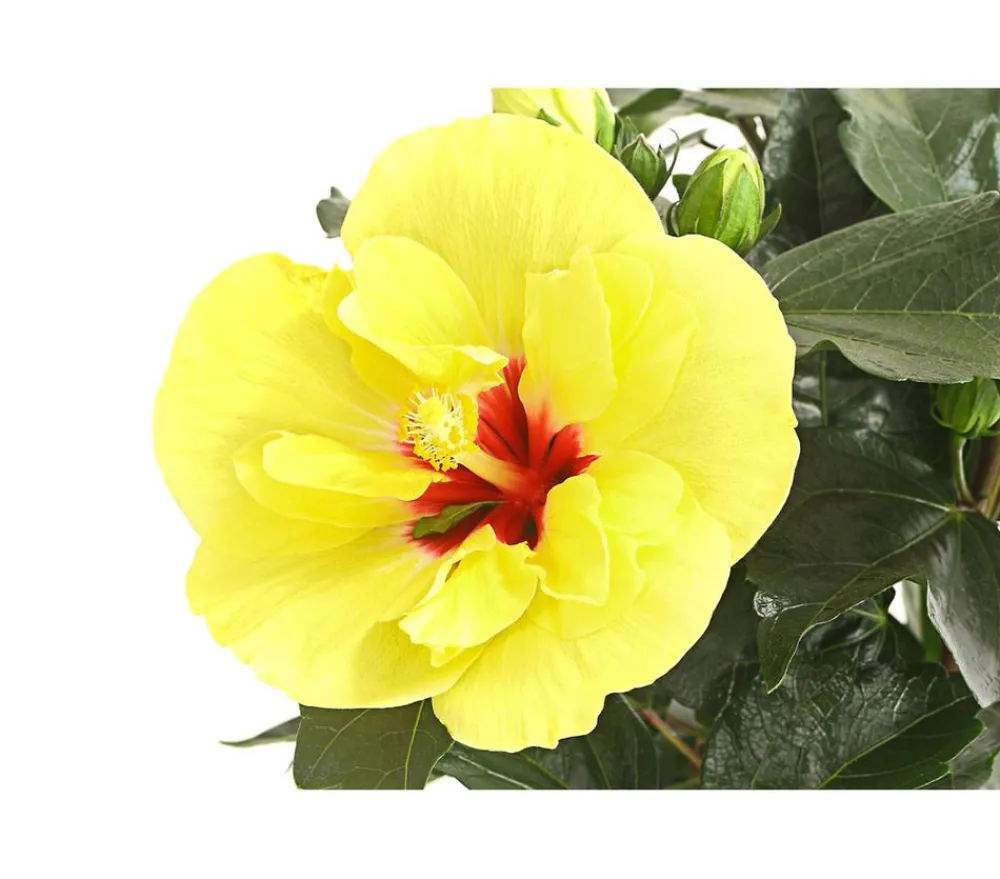 Dehner Zimmerhibiskus - Hibiscus -sinensis, gefüllt, verschiedene Farben Sale
