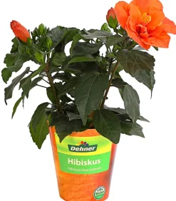 Dehner Zimmerhibiskus - Hibiscus -sinensis, gefüllt, verschiedene Farben Sale