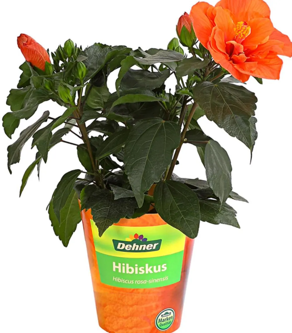 Dehner Zimmerhibiskus - Hibiscus -sinensis, gefüllt, verschiedene Farben Sale
