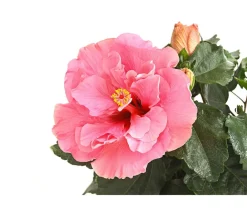 Dehner Zimmerhibiskus - Hibiscus -sinensis, gefüllt, verschiedene Farben Sale