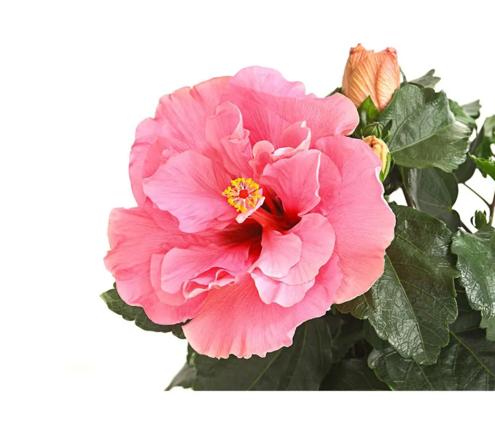 Dehner Zimmerhibiskus - Hibiscus -sinensis, gefüllt, verschiedene Farben Sale