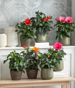 Dehner Zimmerhibiskus - Hibiscus -sinensis 'HibisQs®' Rosa Best