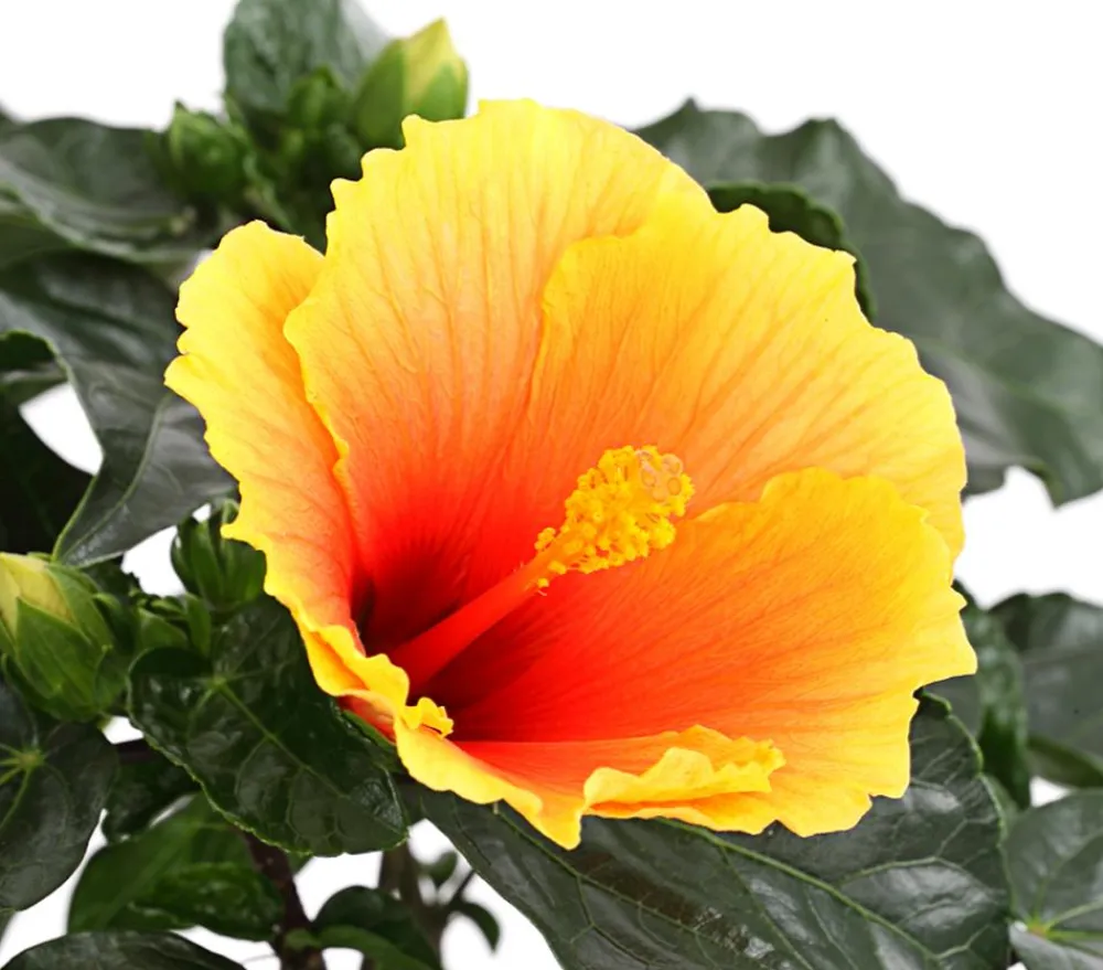 Dehner Zimmerhibiskus - Hibiscus rosa-sinensis 'HibisQs®' Apricot Online