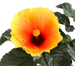 Dehner Zimmerhibiskus - Hibiscus rosa-sinensis 'HibisQs®' Apricot Online