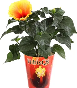 Dehner Zimmerhibiskus - Hibiscus rosa-sinensis 'HibisQs®' Apricot Online