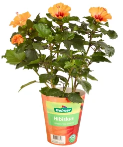 Dehner Zimmerhibiskus - Hibiscus rosa-sinensis 'HibisQs® Petit ' Orange Best