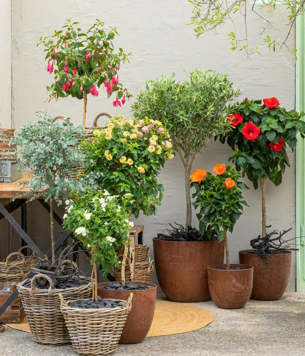 Dehner Terrassenpflanzen|Hibiskus & Oleander - Zimmerhibiskus - Hibiscus rosa-sinensis, Stämmchen, verschiedene Farben