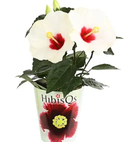 Dehner Terrassenpflanzen|Hibiskus & Oleander - Zimmerhibiskus - Hibiscus rosa-sinensis 'HibisQs®' Weiß