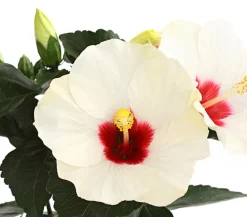 Dehner Terrassenpflanzen|Hibiskus & Oleander - Zimmerhibiskus - Hibiscus rosa-sinensis 'HibisQs®' Weiß