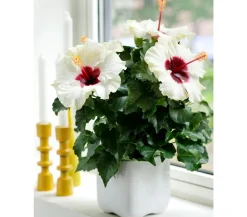Dehner Terrassenpflanzen|Hibiskus & Oleander - Zimmerhibiskus - Hibiscus rosa-sinensis 'HibisQs®' Weiß