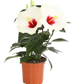 Dehner Terrassenpflanzen|Hibiskus & Oleander - Zimmerhibiskus - Hibiscus rosa-sinensis 'HibisQs®' Weiß