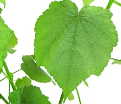 Dehner Grünpflanzen > Zimmerlinde - Sparmannia africana