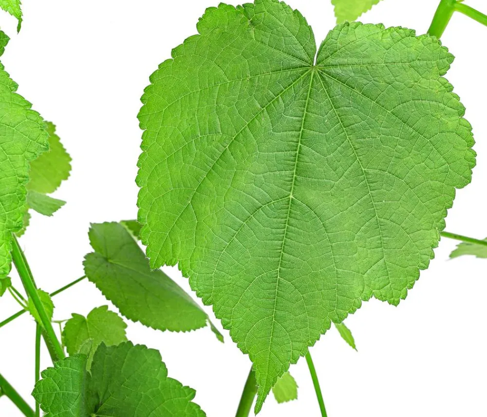 Dehner Grünpflanzen > Zimmerlinde - Sparmannia africana