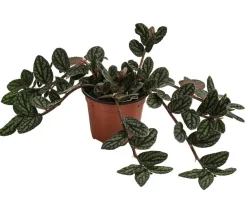 Dehner Grünpflanzen - Zimmernessel - Pellionia repens Grün