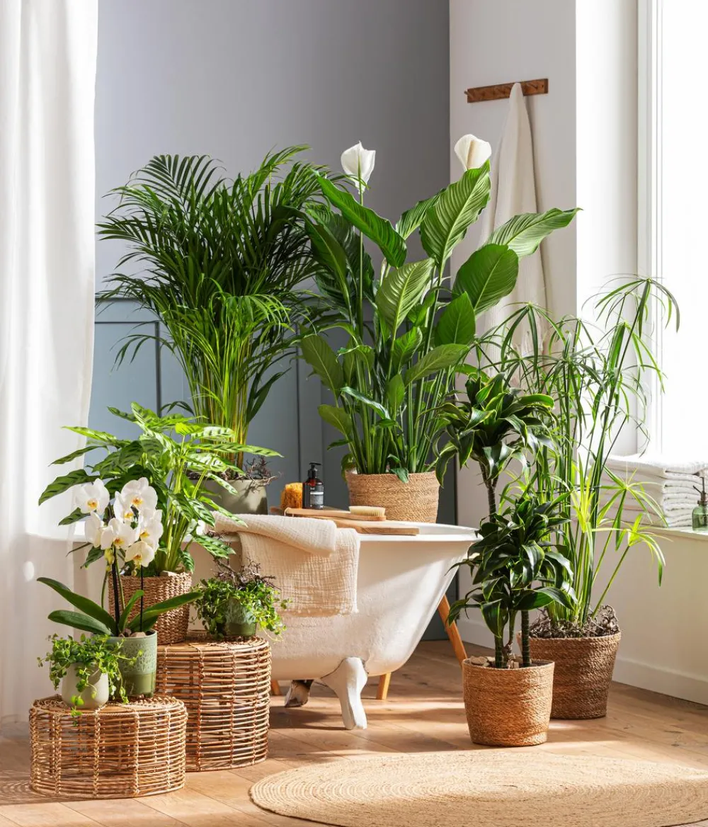 Dehner Zimmerpflanzen-Sets|Grünpflanzen > Zimmerpflanzen-Set Badezimmer, 3-teilig