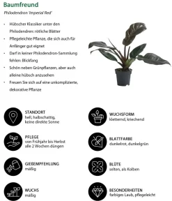 Dehner Zimmerpflanzen-Sets|Grünpflanzen > Zimmerpflanzen-Set Blattschmuck, 4-teilig