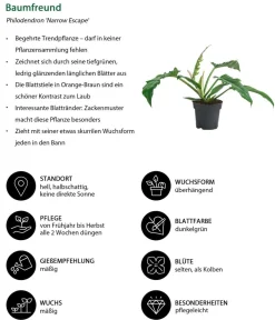Dehner Zimmerpflanzen-Sets|Grünpflanzen > Zimmerpflanzen-Set Blattschmuck, 4-teilig