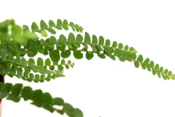 Dehner Zimmerpflanzen-Set Botanical Charm, 4-teilig Best