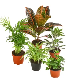 Dehner Zimmerpflanzen-Set , 5-teilig Outlet