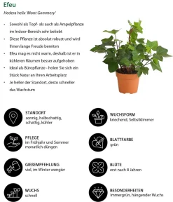 Dehner Zimmerpflanzen-Set , 5-teilig Outlet
