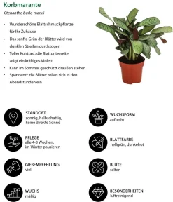 Dehner Zimmerpflanzen-Sets|Grünpflanzen - Zimmerpflanzen-Set Call Of Beauty, 3-teilig