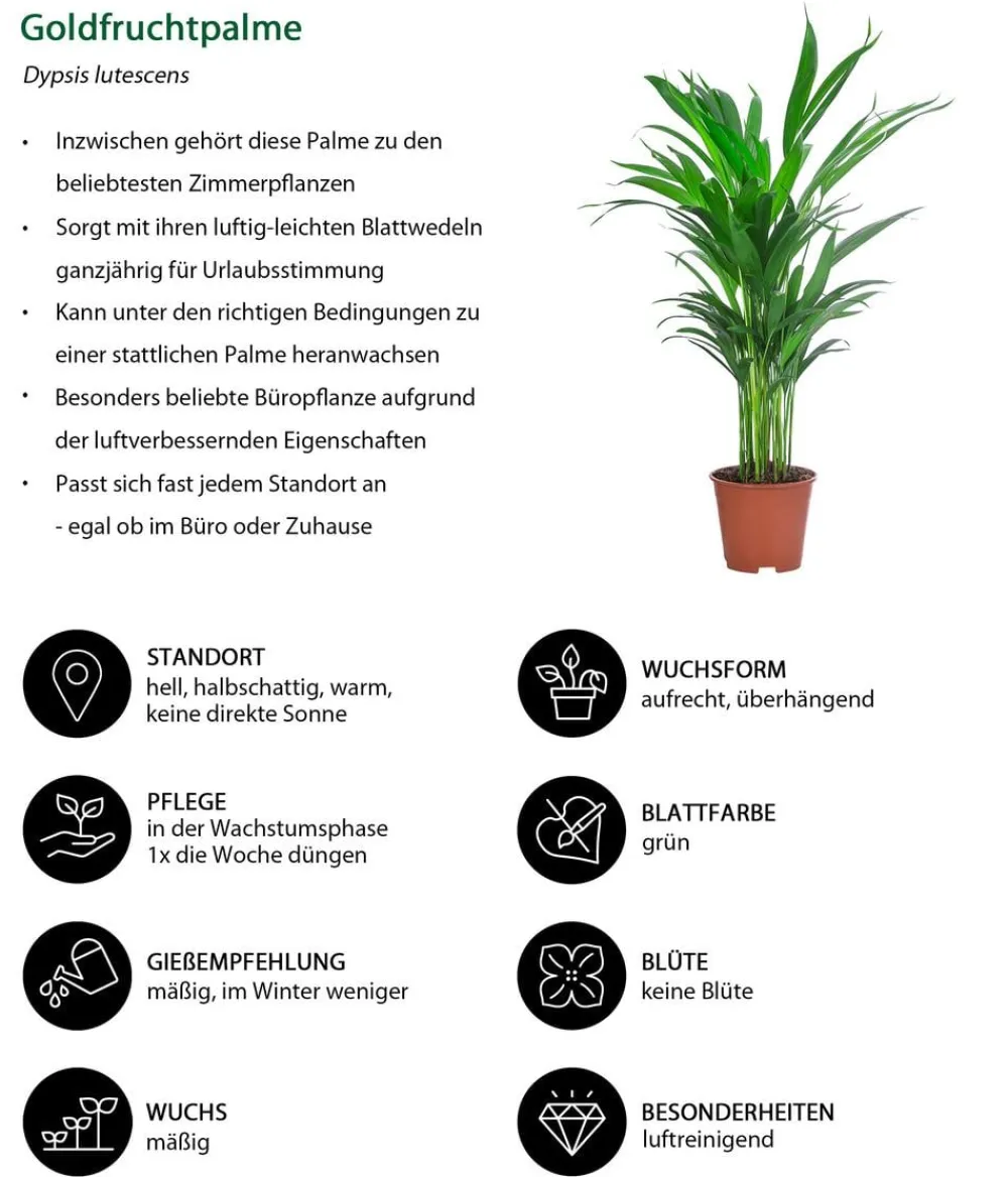 Dehner Zimmerpflanzen-Sets|Grünpflanzen > Zimmerpflanzen-Set Classic, 4-teilig
