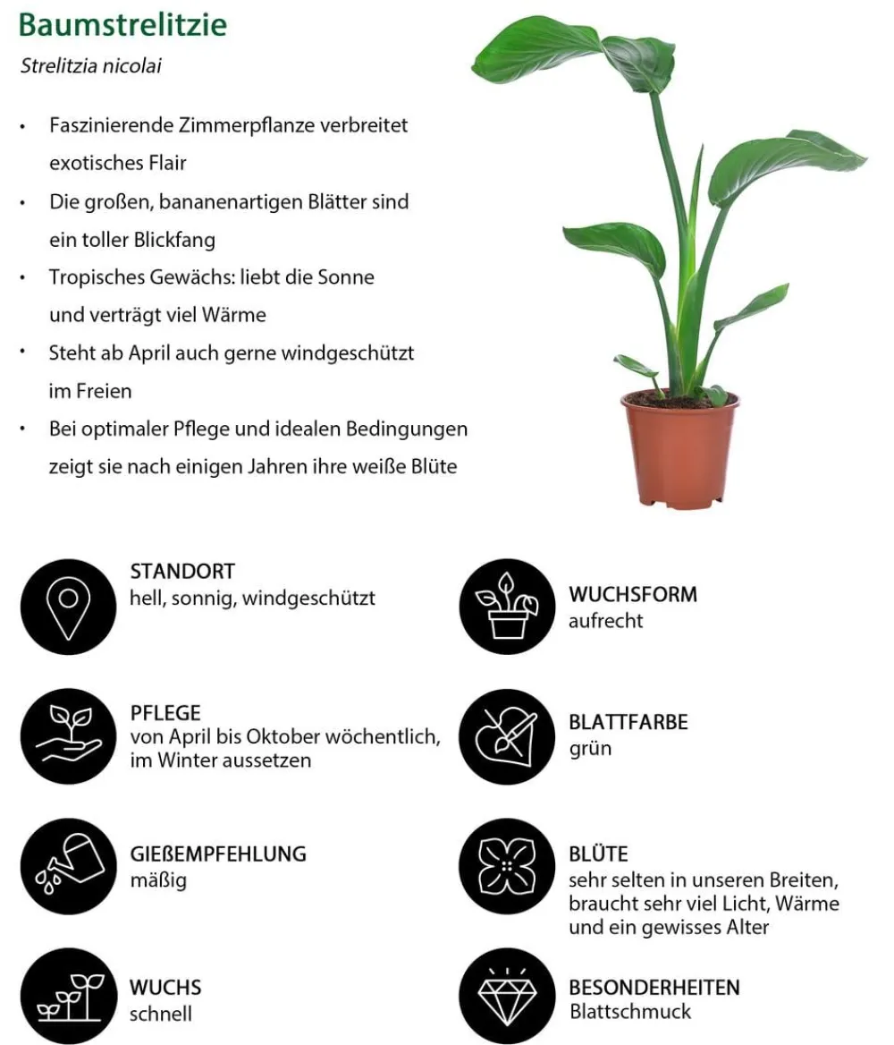 Dehner Zimmerpflanzen-Sets|Grünpflanzen > Zimmerpflanzen-Set Classic, 4-teilig