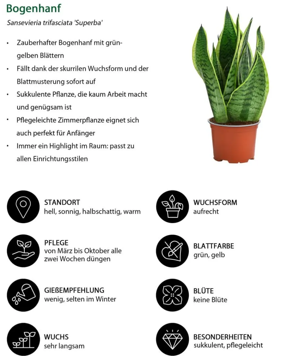 Dehner Bogenhanf|Zimmerpflanzen-Sets > Zimmerpflanzen-Set Diamonds 4-teilig