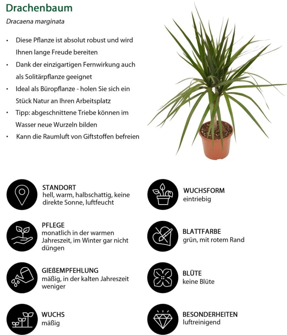 Dehner Zimmerpflanzen-Sets|Grünpflanzen - Zimmerpflanzen-Set Drachenhöhle, 4-teilig