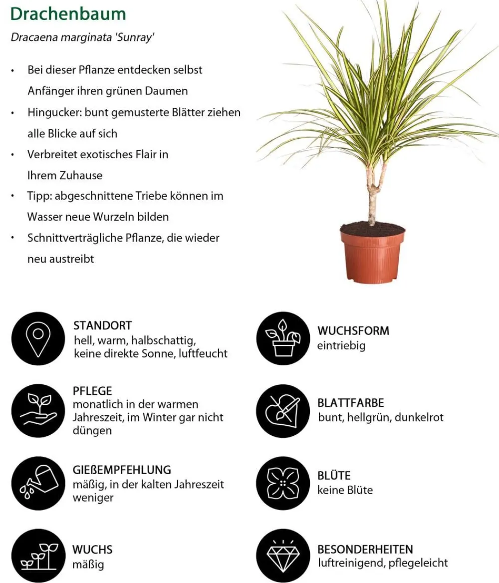 Dehner Zimmerpflanzen-Sets|Grünpflanzen - Zimmerpflanzen-Set Drachenhöhle, 4-teilig