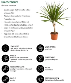 Dehner Zimmerpflanzen-Sets|Grünpflanzen - Zimmerpflanzen-Set Drachenhöhle, 4-teilig