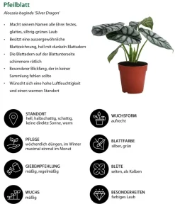 Dehner Zimmerpflanzen-Sets|Grünpflanzen > Zimmerpflanzen-Set Dream Team, 4-teilig