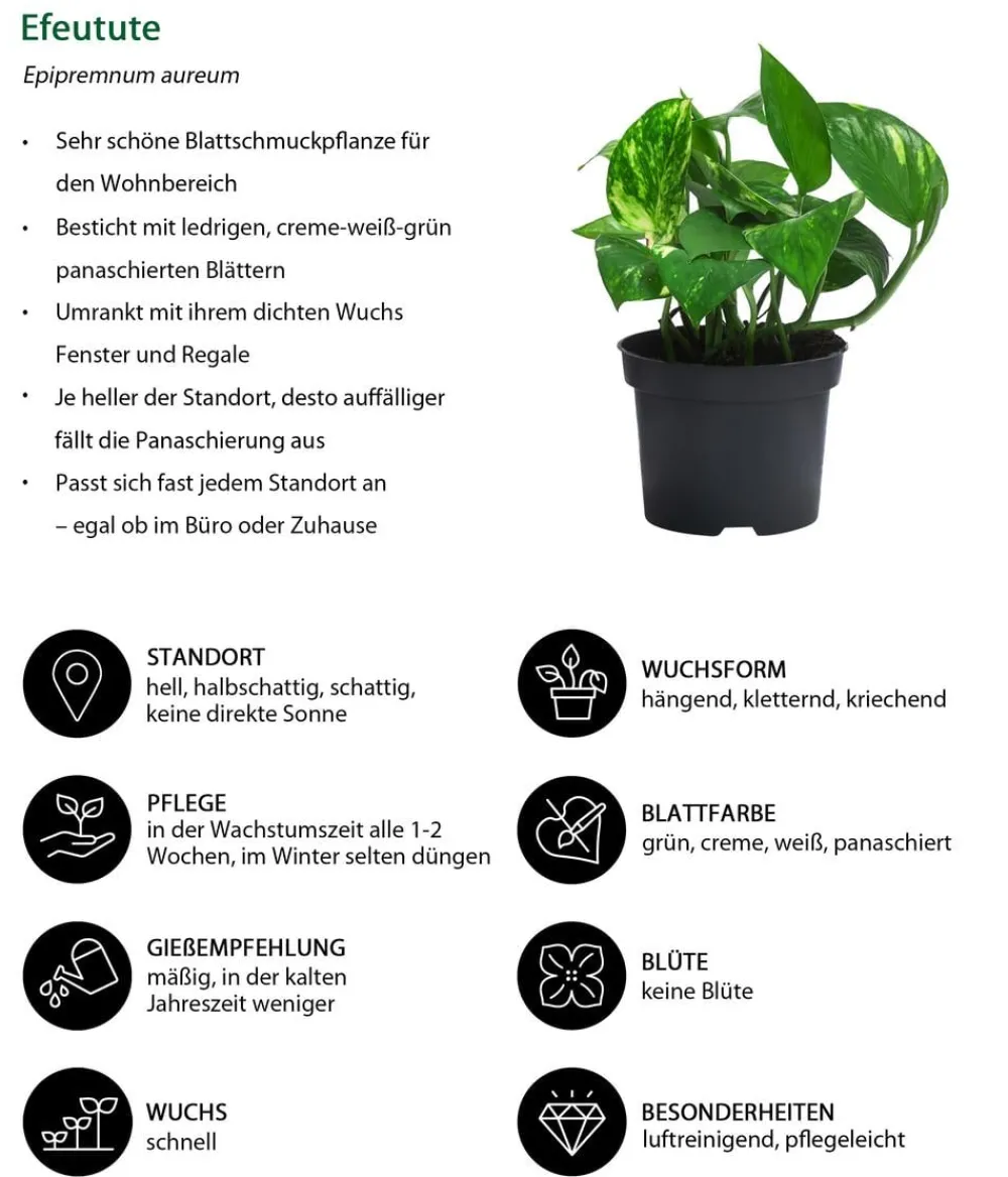 Dehner Zimmerpflanzen-Sets|Grünpflanzen - Zimmerpflanzen-Set Drei Höhen, 3-teilig Grün