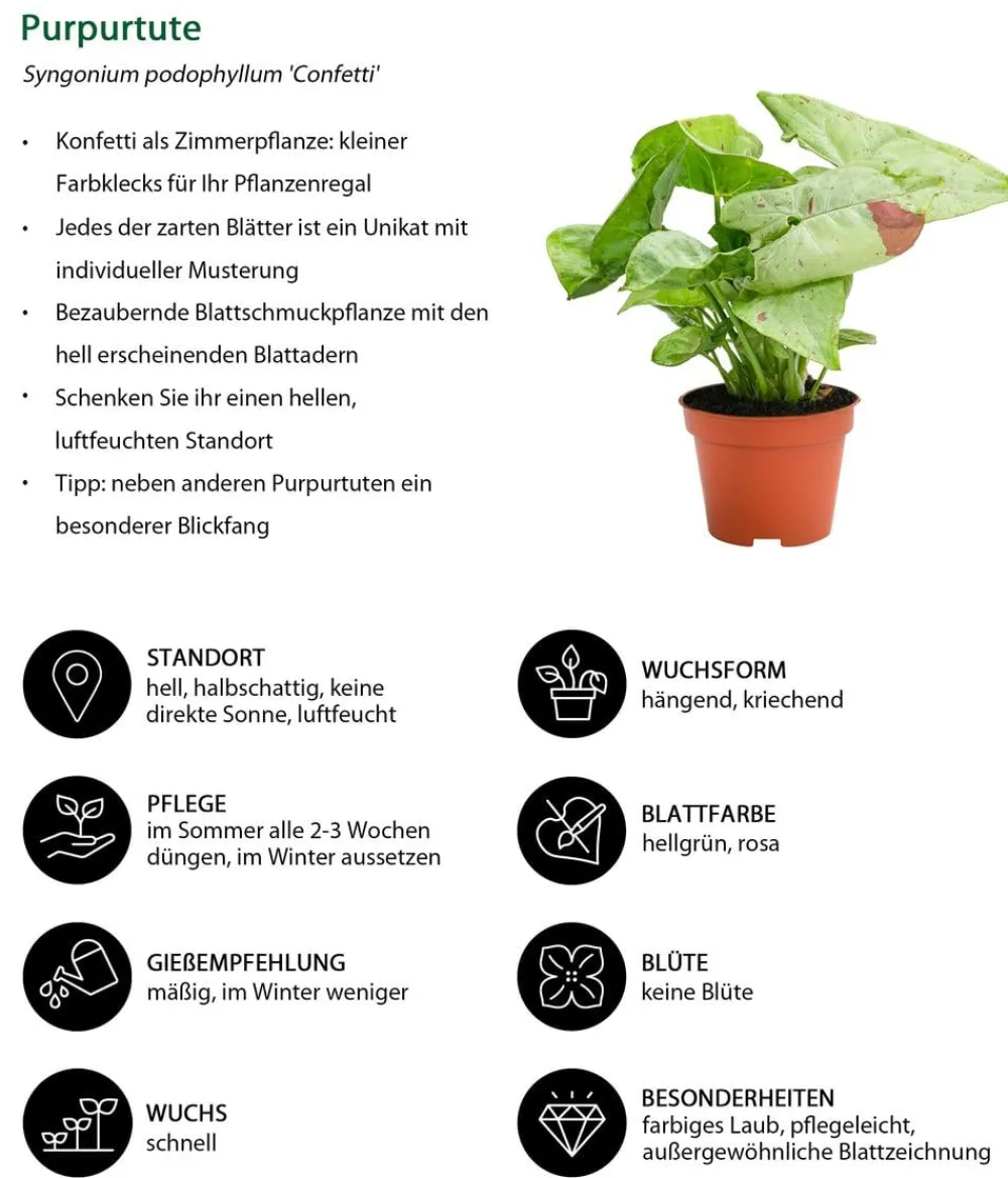 Dehner Zimmerpflanzen-Set Dschungelträume, 3-teilig Clearance